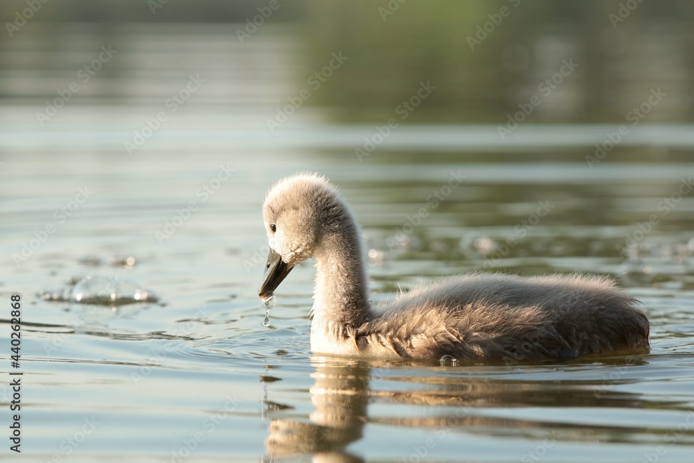 Young swan swim in the pond at dawn