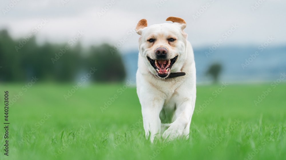 Portrait of a fawn labrador retweaver running around happy. A white dog runs in a green field in summer