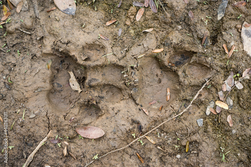 Top view of Jaguar pawprint over mud in Pantanal, Brazil photo