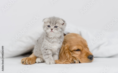 Cute kitten sits near sleeping English Cocker spaniel puppy on a bed at home