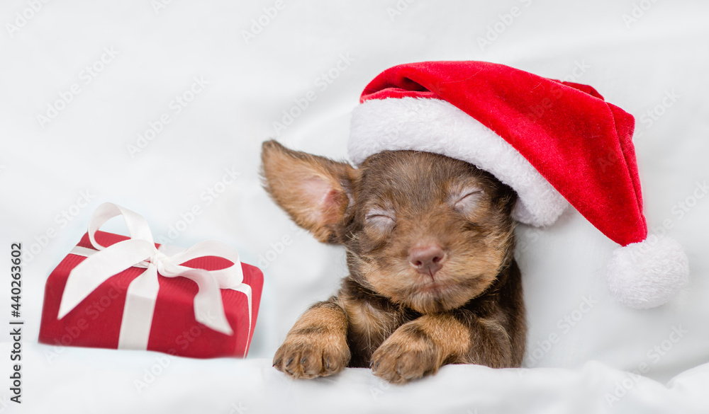 Cute Dachshund puppy wearing red santa hat sleeps with gift box under white blanket at home. Top down view Cute Dachshund puppy wearing red santa hat sleeps with gift box under white blanket at home. Top down view