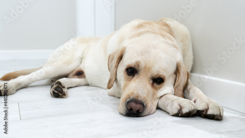 A sad Labrador dog is lying on the floor. White sad retweaver in the apartment