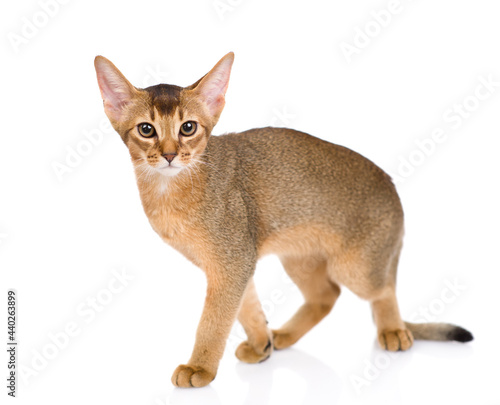 Young abyssinian young cat walks  and looks at camera. Isolated on white background