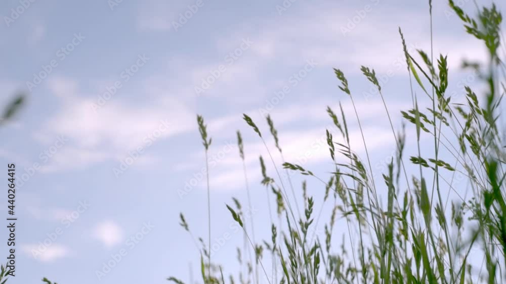 Green grass swaying in the wind against blue cloudy sky, nature relaxation and meditation background Green grass swaying in the wind against blue cloudy sky, nature relaxation and meditation background