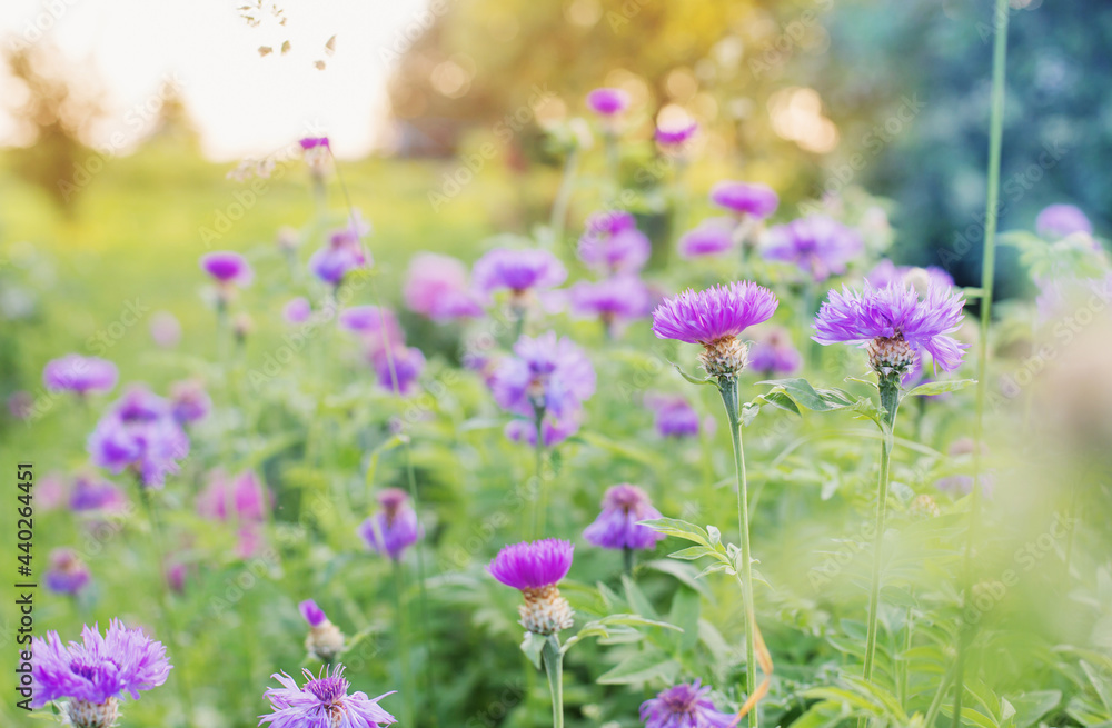Obraz premium field of violet flowers at sunset