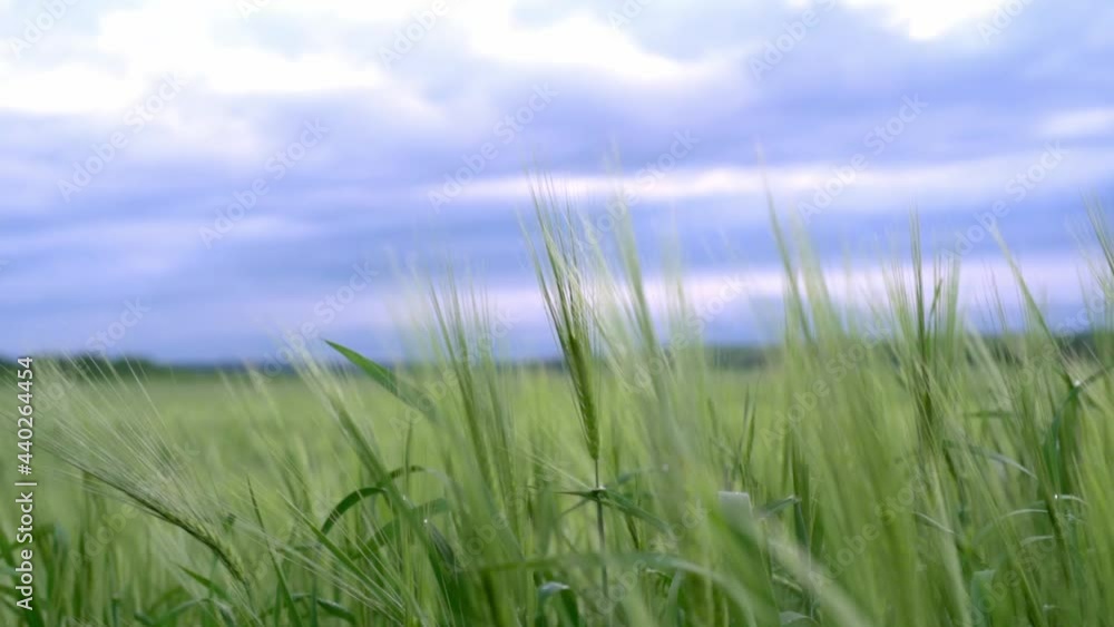 Green wheat spikes swaying in the wind in a wheat field, summer agricultural background Green wheat spikes swaying in the wind in a wheat field, summer agricultural background