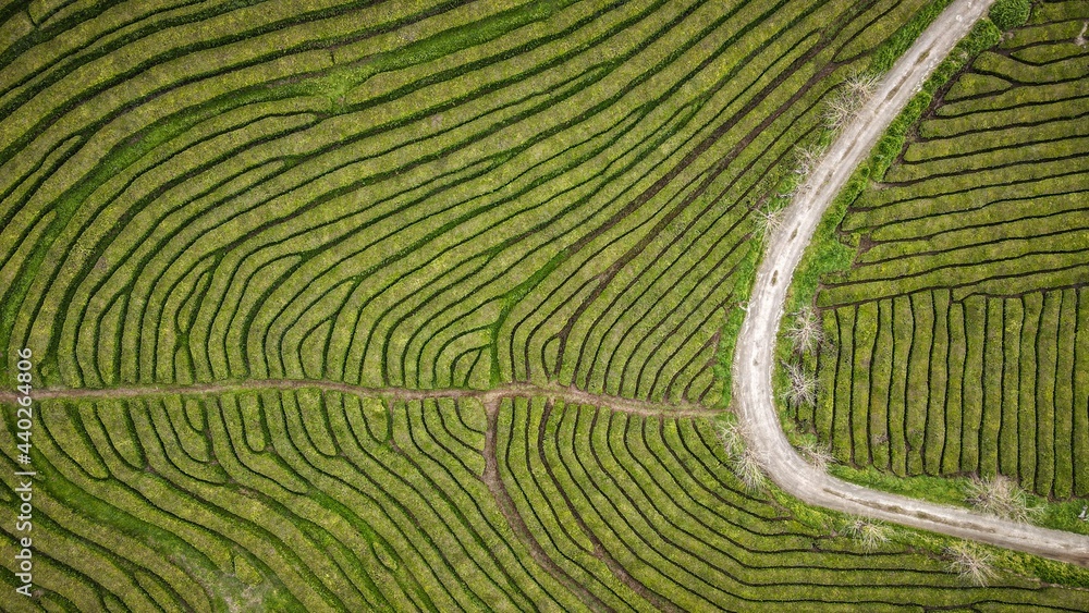 Fototapeta premium Gorreana tea fields on Sao Miguel Island, The Azores