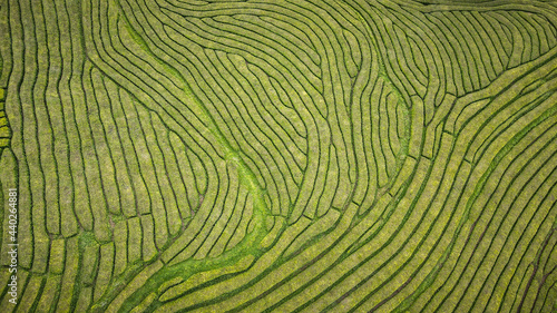 Bild auf Leinwand Gorreana tea fields on Sao Miguel Island, The Azores