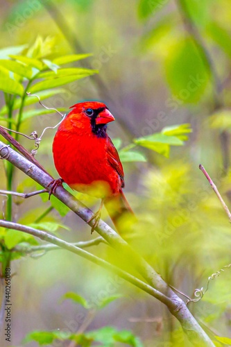 Eyeful Cardinal