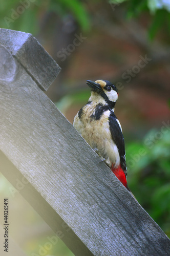 Woodpecker (lat. Picidae) sits on a wooden staircase. Summer landscape. Vertical photo.