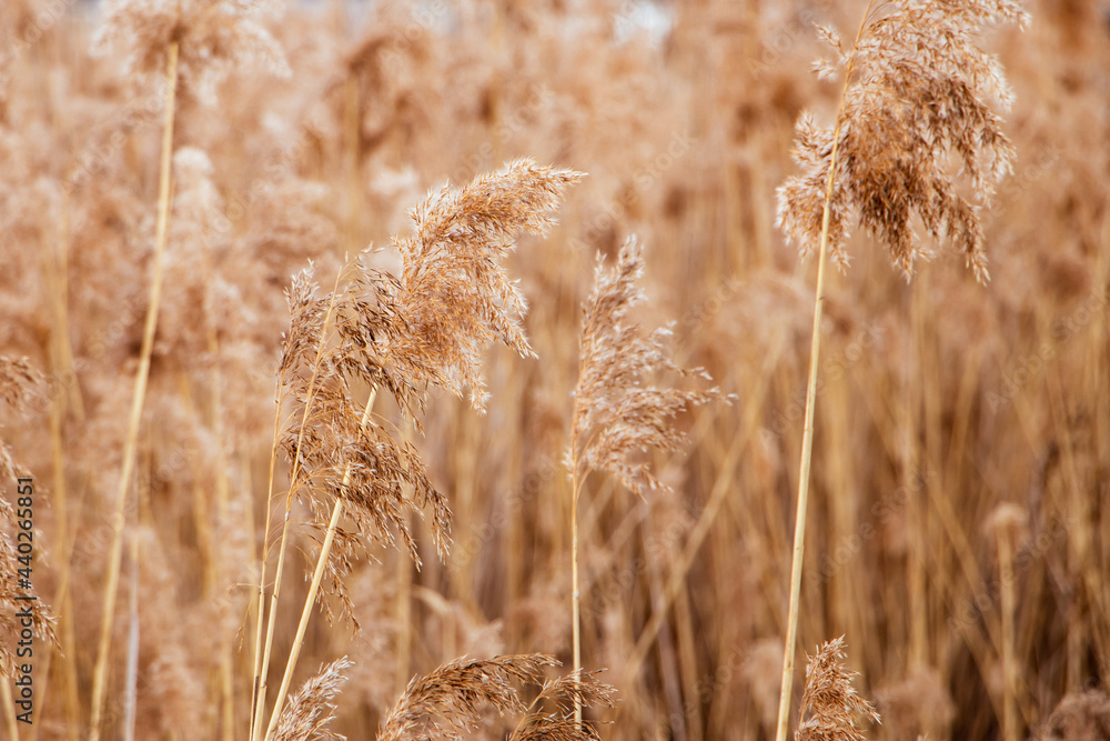 Fototapeta premium Pampas grass at sunset. Reed seeds in neutral colors on light background. Dry reeds close up. Trendy soft fluffy plant in the sun. Minimalistic stylish concept