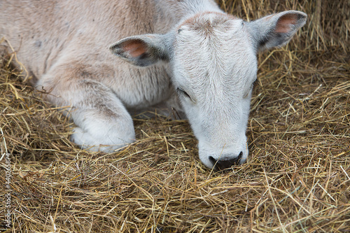 Young cow lying on the hay. Farming. Livestock raising. 