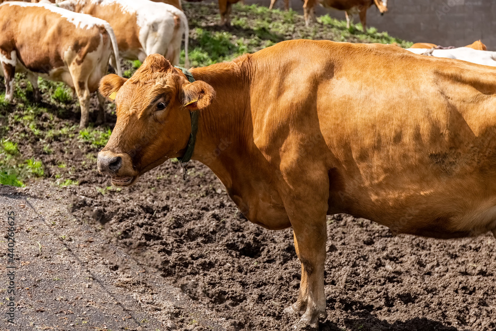 Cows graze on the pasture. Cattle. Cows eat grass. Agriculture. High quality photo Cows graze on the pasture. Cattle. Cows eat grass. Agriculture. High quality photo