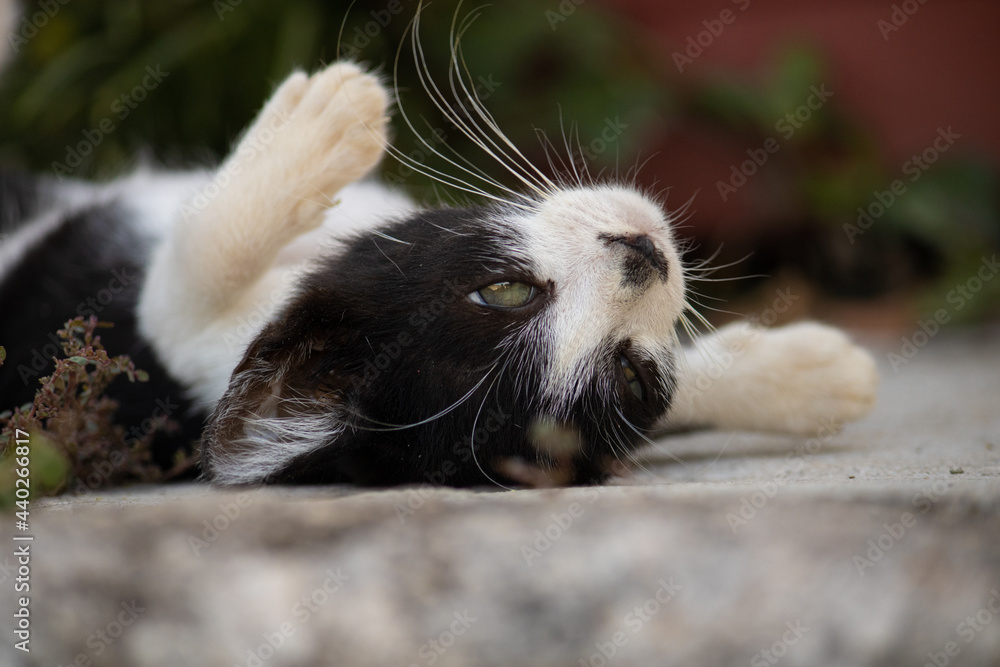 Um gato preto e branco filhote, deitado no chão do jardim pedindo carinho na barriga