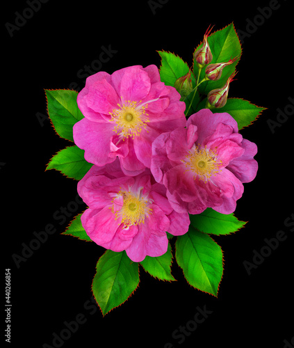 Floral arrangement of wild rose, pink rose hips, green foliage isolated on black background