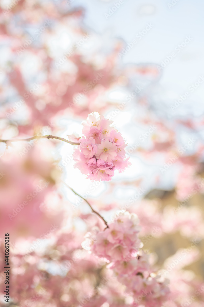 Blooming sakura flowers in Stockholm, Sweden