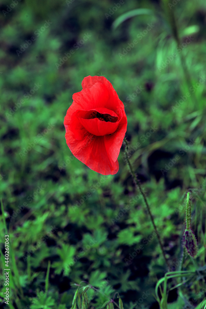 Single wild red poppy flower on meadow on green grass background. Closeup.