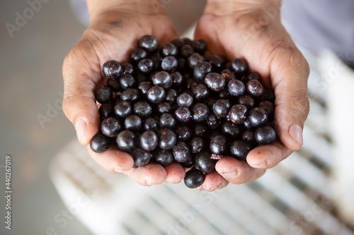 Farmer hand holding fresh acai berry fruits in a farm in the amazon rainforest. Concept of food, ecology, environment, biodiversity, agriculture, healthy, vitamin. Selective focus close up.