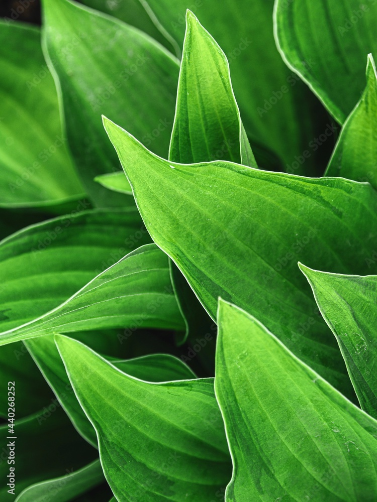 Obraz premium Natural dark green background of green leaves. Abstract Green leaf texture. Summer background. Wallpaper. Top view