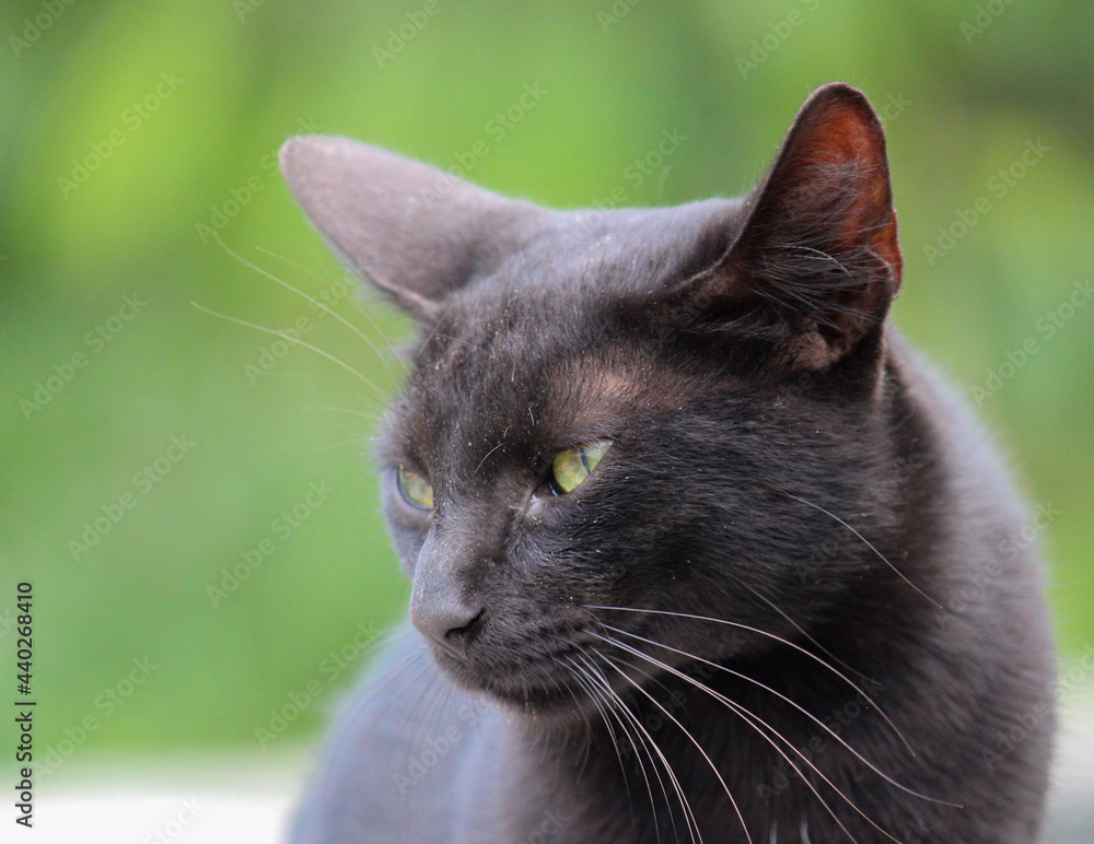 Um gato preto infeliz, com uma cara empoeirada e com um aspecto perturbado  foto de Stock | Adobe Stock