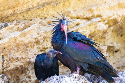 Northern bald ibis, hermit ibis or waldrapp - Geronticus eremita - in the nest with its chick photo