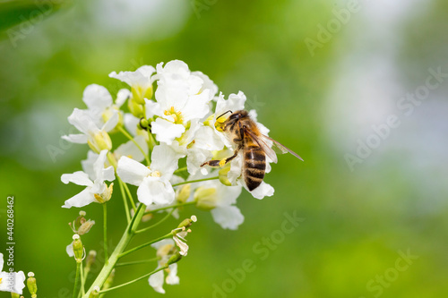 The bee (Apis mellifera) works on the flower Horseradish (Armoracia rusticana). Horseradish (Armoracia rusticana, syn. Cochlearia armoracia) is a perennial plant of the Brassicaceae family.