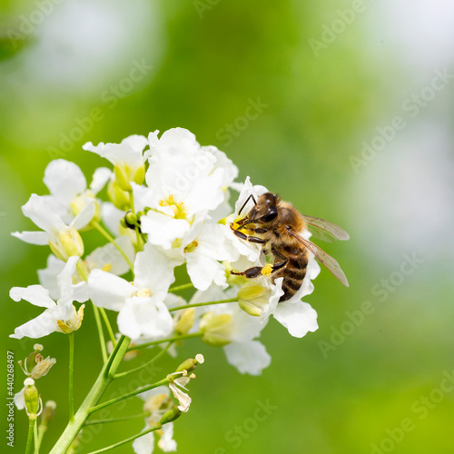 The bee (Apis mellifera) works on the flower Horseradish (Armoracia rusticana). Horseradish (Armoracia rusticana, syn. Cochlearia armoracia) is a perennial plant of the Brassicaceae family. © ihorhvozdetskiy