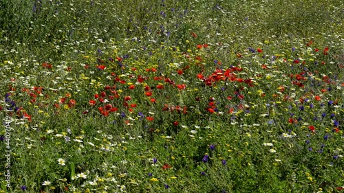 Red poppies, yellow dandelion, blueweed and white daisy flowers in the meadow