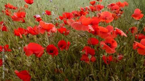 Lateral movement of a group of red poppies flower in the meadow 