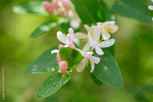 Lonicera tatarica: honeysuckle Bush blooms in the garden in spring. Close-up of Tatar honeysuckle branch with buds. Lonicera tatarica flowering plant, selective focus.