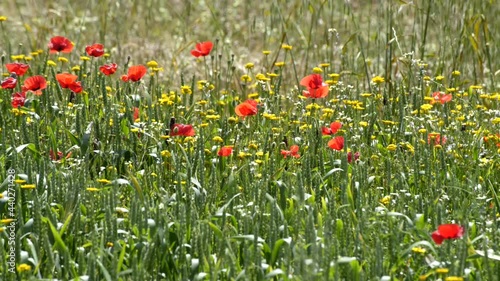 Red poppies and yellow dandelion flowers in the meadow swinging in the wind