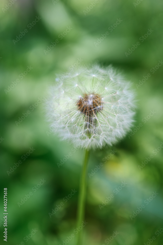 Fototapeta premium Fluffy dandelion on a natural green background on a summer sunny day. close-up. Wild wildflowers in summer. Blooming dandelion large.