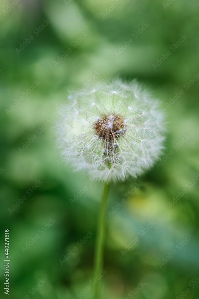 Fluffy dandelion on a natural green background on a summer sunny day. close-up. Wild wildflowers in summer. Blooming dandelion large.
