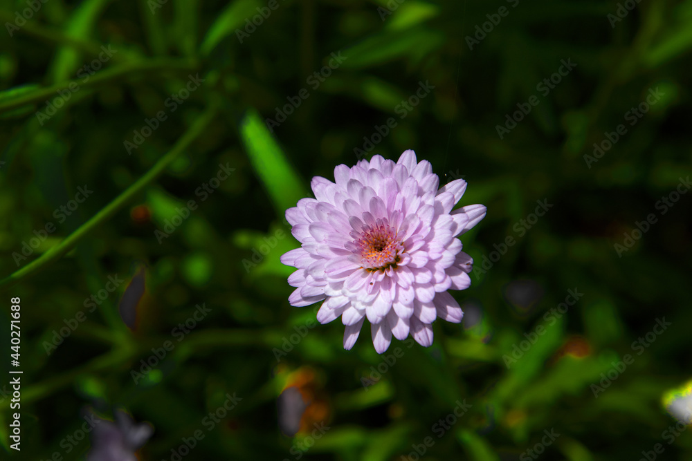 Macro shot of a beautiful flower Dalia blossom
Macro shot of a beautiful flower Dalia blossom