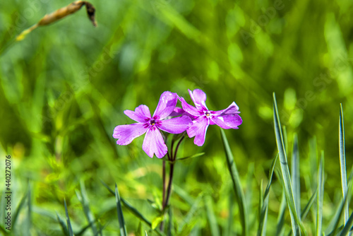 Macro shot of a beautiful wild flower blossom
