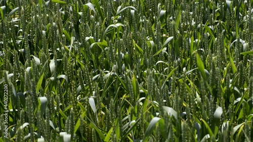 Wheat field moved by the wind on a sunny day
