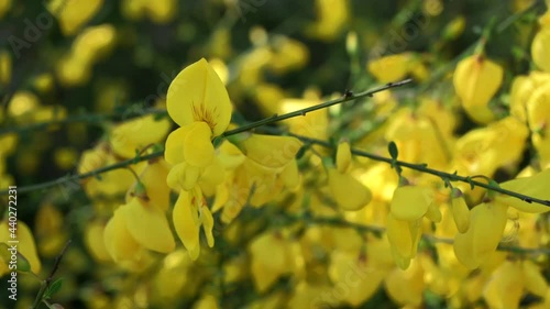 Close-up of a beautiful bush with yellow flowers