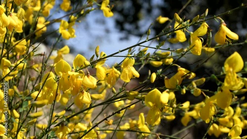 Yellow flower broom