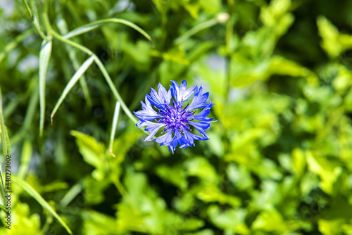 Macro shot of a beautiful Cornflower  blossom