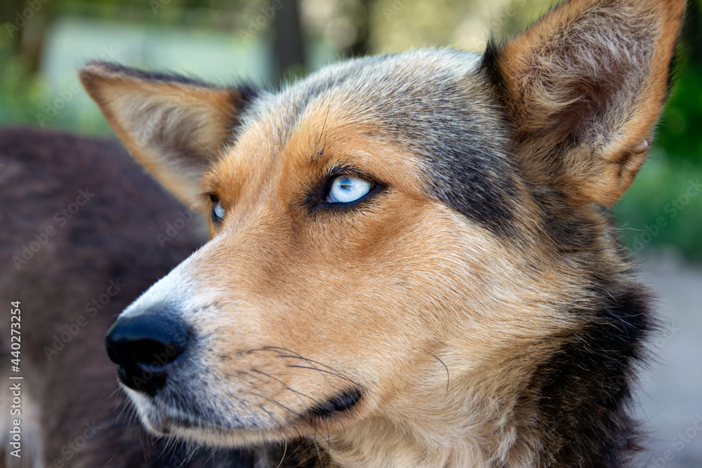 Portrait of a homeless stray dog with beautiful blue eyes. Portrait of a homeless stray dog with beautiful blue eyes.