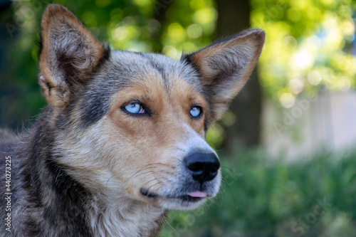 Homeless dog with blue eyes, close-up muzzle, selective focus on eyes