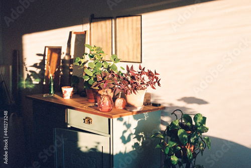 Potted plants on old-fashioned desk