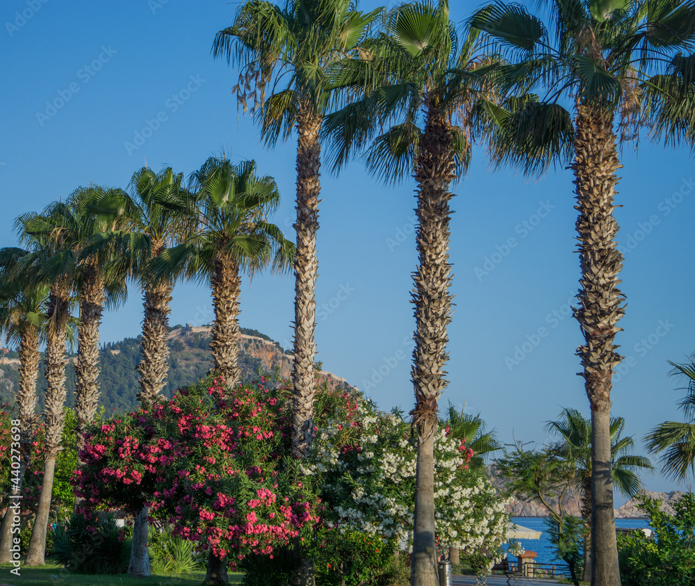 Palm trees on the waterfront of Alanya.
