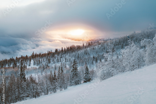 Winter landscape with snowy forest photo