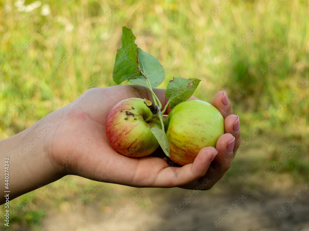 Two little fresh apples with foliage in young girl's hand. Organic fruits are good for nutrition because it contains a lot of vitamins and microelements. Horizontal picture, green nature background. Two little fresh apples with foliage in young girl's hand. Organic fruits are good for nutrition because it contains a lot of vitamins and microelements. Horizontal picture, green nature background.