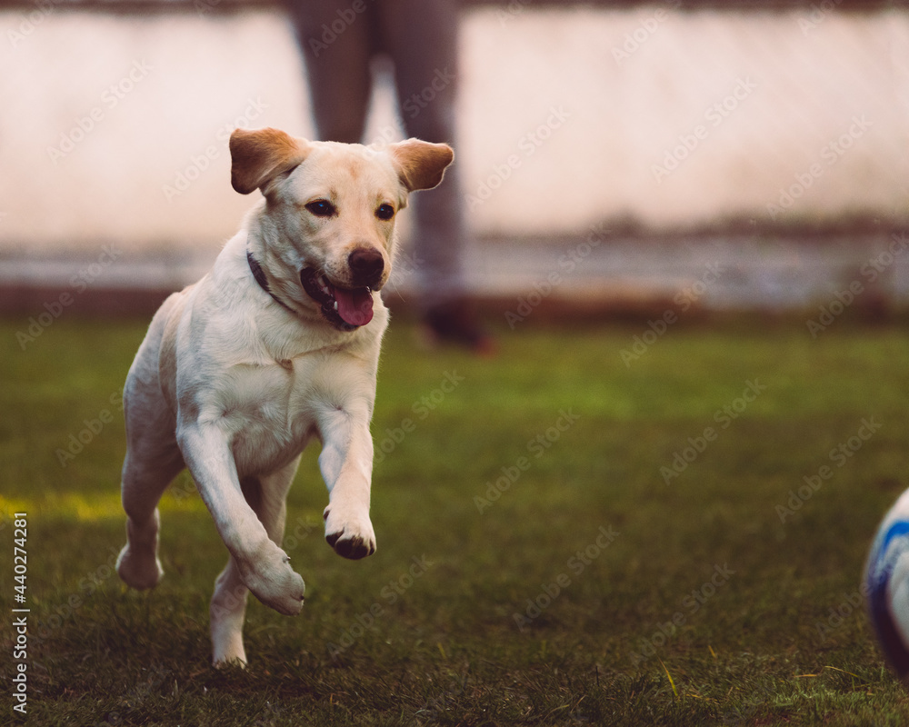 golden retriever running