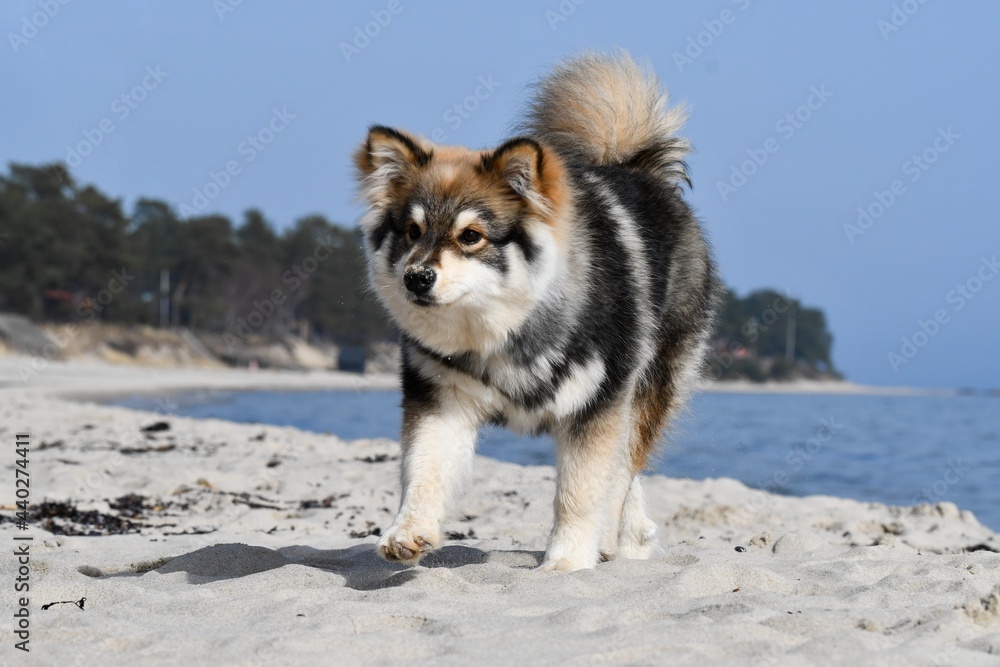 Naklejka premium Portrait of a young puppy Finnish Lapphund dog