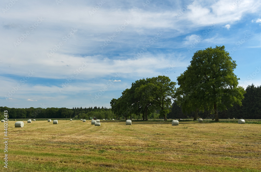 Fototapeta premium Feld mit Heuballen im Ammerland 