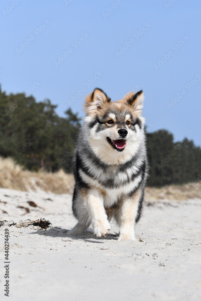 Fototapeta premium Portrait of a young puppy Finnish Lapphund dog