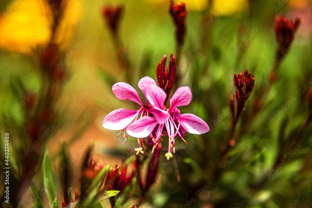 Macro shot of a beautiful wild flower blossom

